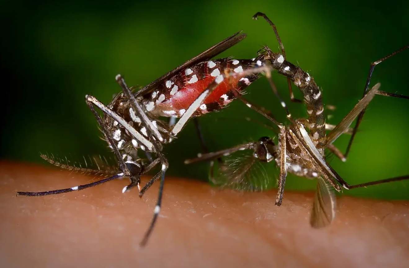 TOXMOS: TOXic males for MOSquito Control
